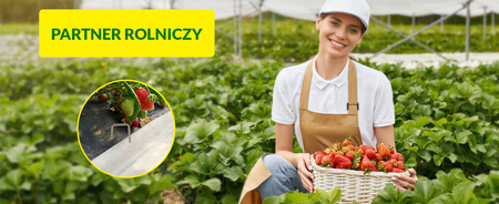 Szpilka metalowa U 20cm 100szt MAMUTH