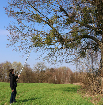 Piła ogrodnicza na wysięgniku 5,5m Z550 MAMUTH
